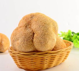 猴頭菇 古田特產養胃佳品，廠家直銷批發