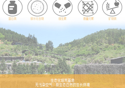 金針菇干貨 無硫農產品，酒店與工廠的優選原料